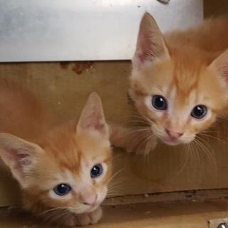 ねこの赤ちゃん