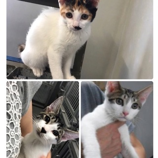 飼い主持ち込み保健所収容！生後4カ月子猫兄妹が助けを待っています...