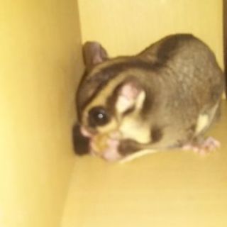 フクロモモンガ♂