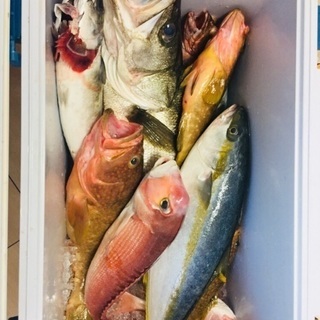 釣り仲間募集