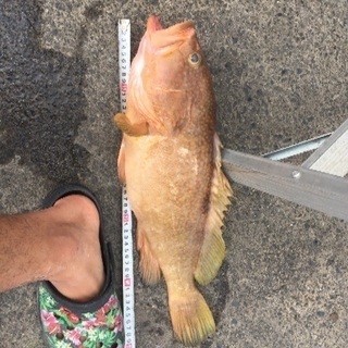 釣り仲間募集 - その他