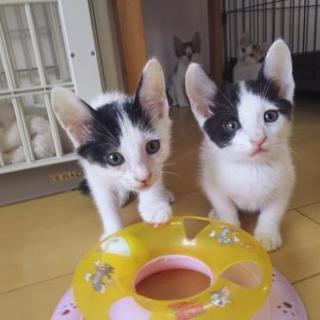 水玉模様の白黒兄弟！