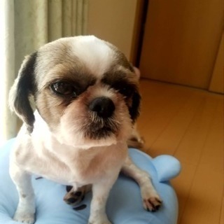 シーズー3歳 男の子 再募集します