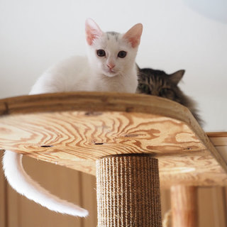 子猫（キジ♂、シロ♀）里親募集中