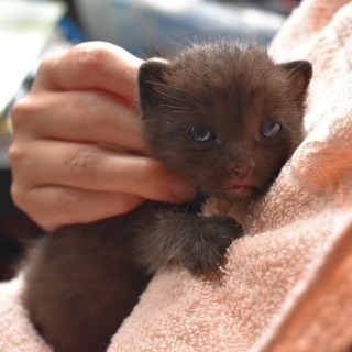 ありがとうございました。応募受付終了させていただきます。 - 猫