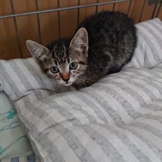 子猫の里親探しています‼️ - 函館市
