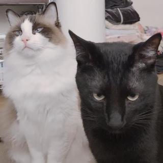 黒猫です。誰か里親さんになって下さい。