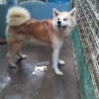 秋田犬の男の子です🐶