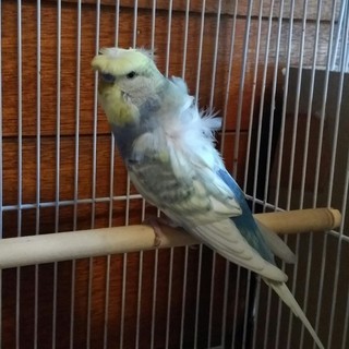 セキセイインコ（羽衣） 里親募集！