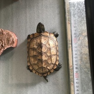 クサガメの里親募集