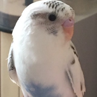 インコが逃げました。
