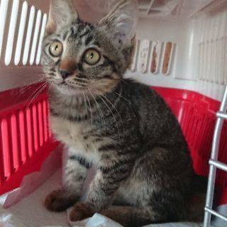 子猫の里親募集(キジトラ3匹)