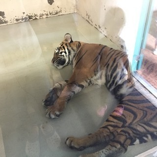 シンパパ、シンママの友達募集（╹◡╹）
