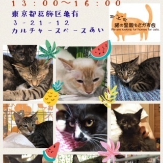 東京都葛飾区亀有★猫の里親会＠ＪＲ亀有駅より徒歩3分　涼しい室内...