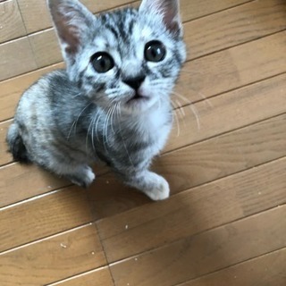 今お話し中   緊急★サバ？1ヶ月半くらいの子猫★顔めちゃ可愛い...