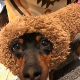 ミニチュアピンシャー