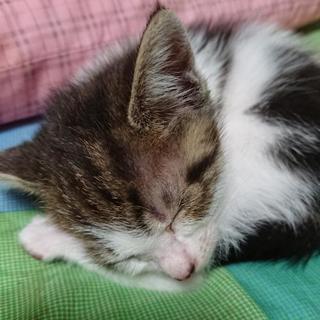 生後１ヶ月～１ヶ月半程度の子猫の里親募集