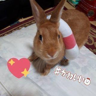 うさ友募集！