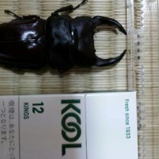 オオクワガタ