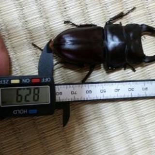オオクワガタ - その他