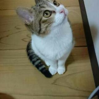 猫好きの方に捧げるコ ンサート