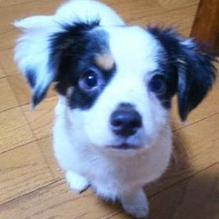 5月16日生まれの子犬♂親はチワワ×mix犬(ダックスとマルチー...