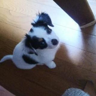 5月16日生まれの子犬♂親はチワワ×mix犬(ダックスとマルチーズ)です − 東京都