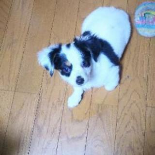 5月16日生まれの子犬♂親はチワワ×mix犬(ダックスとマルチーズ)です - 里親募集