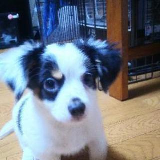 5月16日生まれの子犬♂親はチワワ×mix犬(ダックスとマルチーズ)です - 江東区