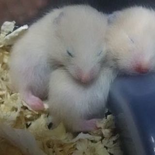 キンクマハムスターの赤ちゃん里親募集