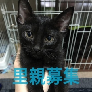 4月26日生まれ♂飼い主さん募集