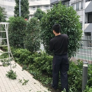 アパートマンション植栽管理 庭木手入れ（所沢市 埼玉県内東…