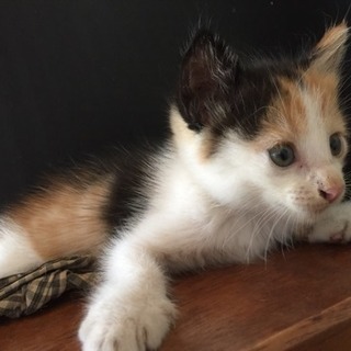 子猫の里親募集 ♀三毛猫