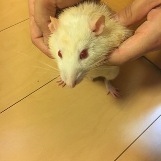 ファンシーラット12月4日生まれ
