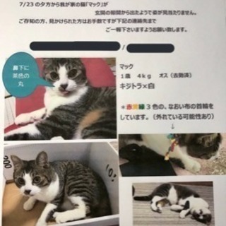迷い猫探してます