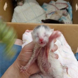 子猫を保護してます
