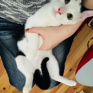 子猫♀白黒の里親さん募集