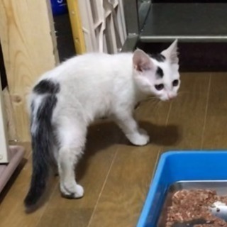 ５月中旬に生まれた、4匹の野良猫の子猫達