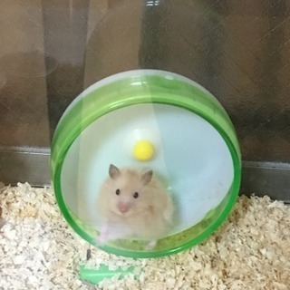 ハムスター ロングヘアー