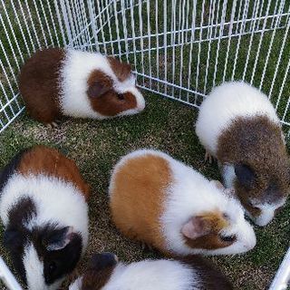 モルモットの里親さん募集！