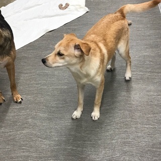 私を家族にして下さい🐶保健所からレスキューした生後9カ月位、人見知りの女の子がご縁を待ち続けています🍀 - 台東区
