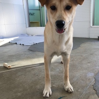 私を家族にして下さい🐶保健所からレスキューした生後9カ月位、人見知りの女の子がご縁を待ち続けています🍀 − 東京都
