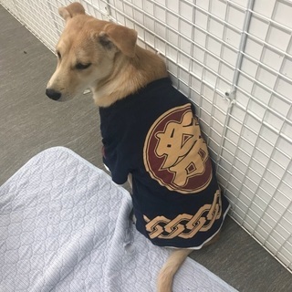 私を家族にして下さい🐶保健所からレスキューした生後9カ月位、人見知りの女の子がご縁を待ち続けています🍀 - 里親募集