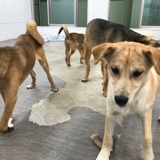 私を家族にして下さい🐶保健所からレスキューした生後9カ月位、人見知りの女の子がご縁を待ち続けています🍀 - 犬