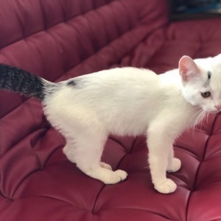 仔猫(♂)の里親さん募集