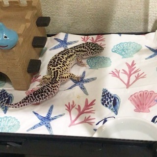 爬虫類友達募集( 　'-' )ノ − 大阪府