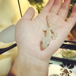 爬虫類友達募集( 　'-' )ノ - 友達