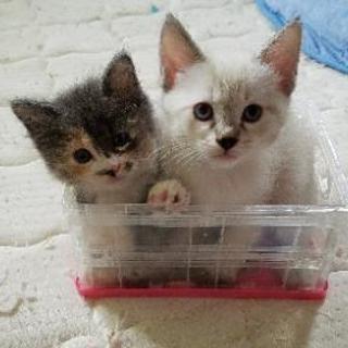 子猫　里親募集