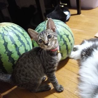 キジちゃんファミリー③