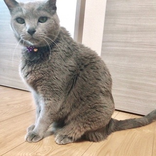 11歳ロシアンブルー(オス) − 福岡県